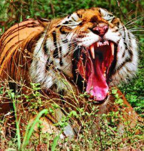 Tigress roaring